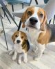 Beagle puppies For Sale