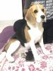 Beagle male 7 months for sell