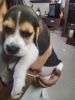 2 months old female beagle puppy available for sale