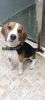 Beagle Puppy Male 5months Fully Vaccinated