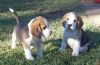 Beagle Puppies Available Text or WhatsApp at.... +1(5xx) xx4-36xx