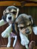 Beagle female puppies for sale