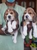 Kci certified beagle puppies for sale call xxxxxxxxxx