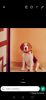 Tonny the beagle Dog for free adoption