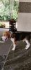 Beagle puppy 6 month old