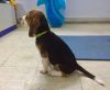Beagle male puppy sale..14k