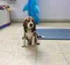 Beagle male puppy sale 10k