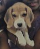 We are selling our 4 month beagle trained dog