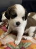 Beagle x shitzu 1 month old male puppy