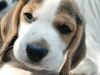 beagle male puppy 7 weeks