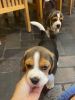 Beagle Puppies For Sale