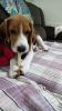 Healthy Beagle pup