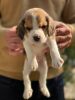 Beagle to sell