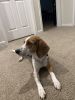 Kobe The Beagle