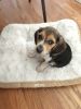 Beagle Pup AKC