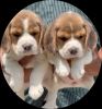 Beagle puppies available in Delhi Gurgaon Noida xxxxxxxxxx
