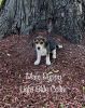 Purebred Beagle puppies for Sale