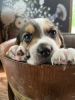 Fur baby beagle pups