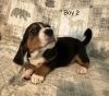 Beagle boy 2 ukc