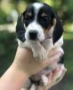 Beautiful AKC Beagle Puppies