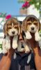 Beagle puppies available call me xxxxxxxxxx