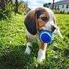 Champion Sired Pockets Beagle Puppies