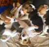 Tricolor beagle puppies