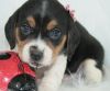 AKC Reg Beagle Puppies For Sale