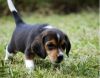 Wonderful Beagle Puppies
