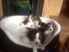 Beautiful Beagles for new homes