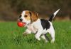 show quality beagle puppies for sell