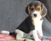 Beautiful litters of Beagle tri coulor puppies
