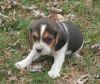 Registered Beagle Puppies For Good Homes.