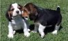 Cute Beagle Puppies For Adoption