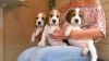 Aborable looking Beagle Puppies For Sale