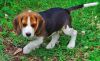 Adorable Male and female Beagle puppies Available