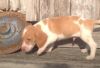 Dfghgd Beagle Puppies For Sale