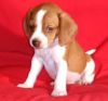 Hgfgf Beagle Puppies For Sale