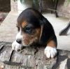 Bgfgf Beagle Puppies For Sale