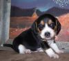 Ututbv Beagle Puppies For Sale