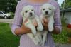 2 Beagle Puppies Left