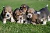 Akc Champion Beagle puppies