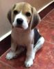 10 weeks old female Beagle pup