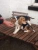 Fantastic Beagle puppies, tri coloured