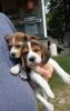 Happy Beagle Puppies for sale