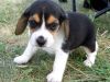 Two adorable Beagle puppies for adoption