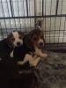 Stunnings Beagle Puppies For Sale This X Mass