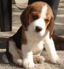 Cute Beagle puppies