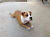 Cute Beagle for Adoption