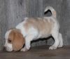 home trained beagle for adoption